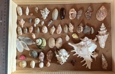 COLLECTION COQUILLAGES : LOT DE 50 COQUILLAGES