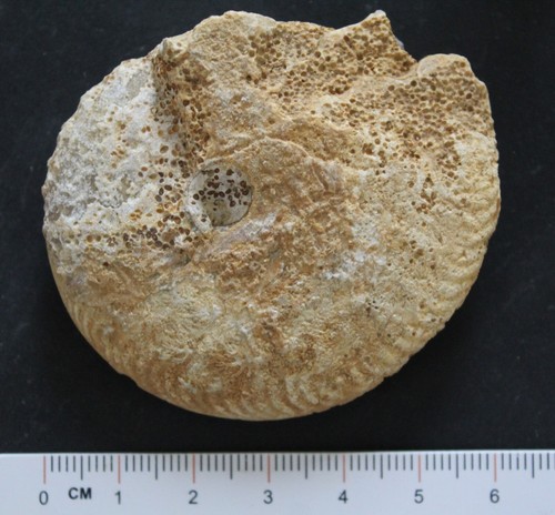 Ammonite fossile oppelia - fossile,