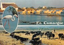 CPM - Camargue, chevaux camarguais