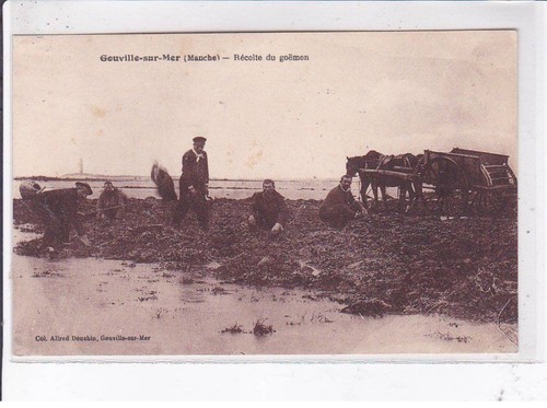 Gouville sur mer récolte - gouville-sur-mer:, de