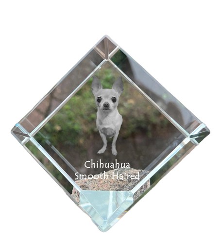 Chihuahua poil long dé à - poil,