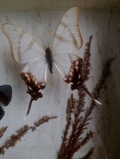 Papillons entomologie Bel ensemble de plusieurs Papillons taxidermie en Coffret 