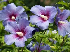 100 graines d'hibiscus de Jardin Persistant