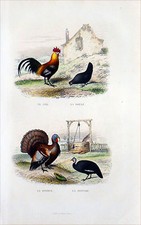 BASSE-COUR d'une FERME: COQ, POULE, DINDON et PINTADE - Gravure du 19eme siècle