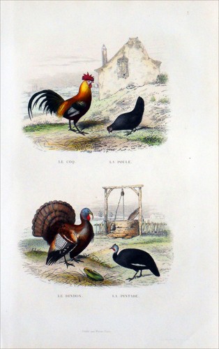 Basse cour une ferme coq - basse-cour, d'une