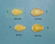 Cypraea Moneta        Vanuatu           26,8 mm     N°4