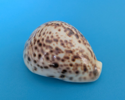 Cypraea tigris - , f+++