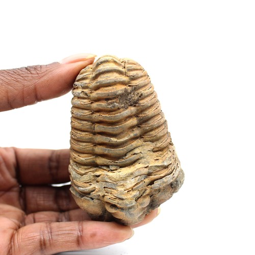 Trilobite fossile 100gr 75mm