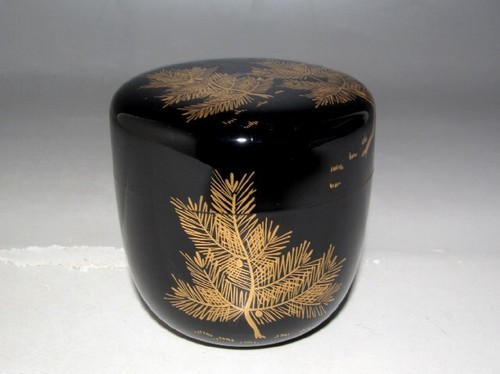 Kawabata kinsai young pine - kinsai,