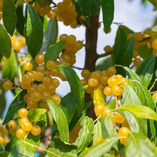 Elaeagnus umbellata 'Amber' -