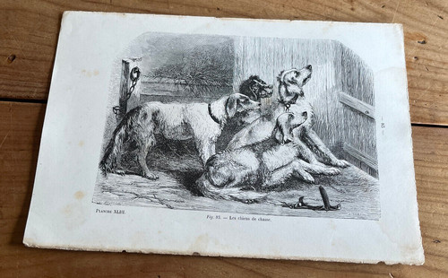 Gravure ancienne chien n28 - chien, les