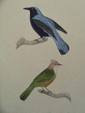Gravure ancienne Oiseaux