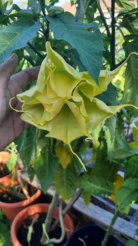 Brugmansia zitronenköning - brugmansia,