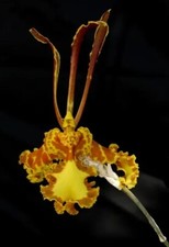 Orchid Psychopsis Papilio
