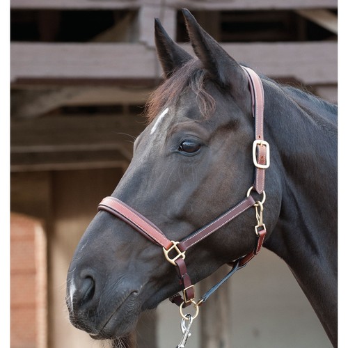 Horse guard marron - horse,