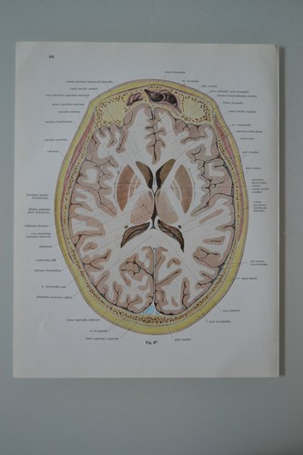 Planche anatomie humaine - d'anatomie,