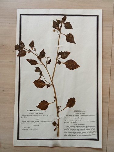 Ancien herbier botanique - ancien,