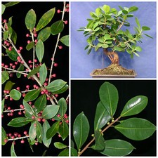 50 graines de Ficus americana