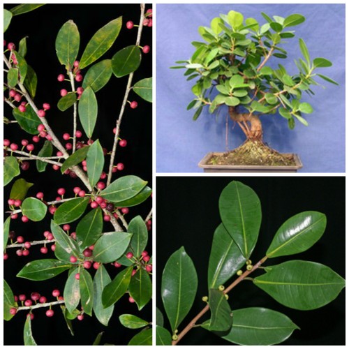 Graines ficus americana - graines,