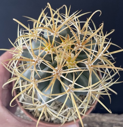Perfect rare ferocactus - rare,