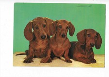 CHIEN  CHIENS  CHIOTS