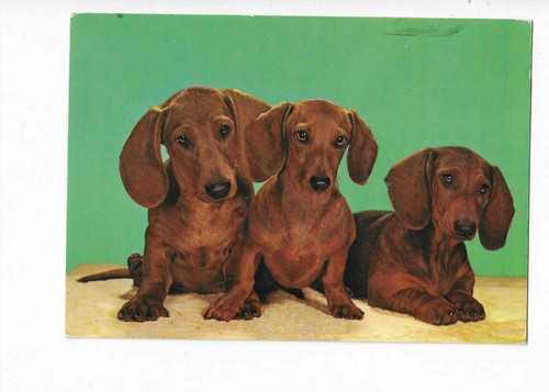 Chien chiens chiots - ,