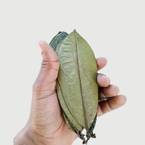 Feuilles corossol anode - feuilles, d'anode