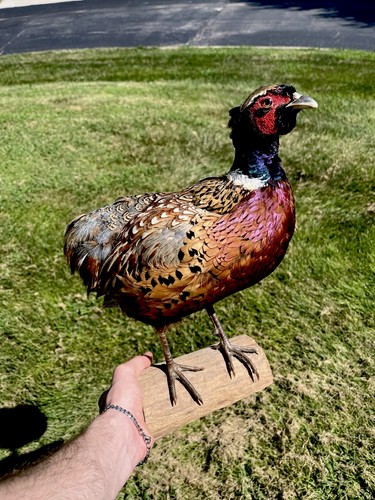 Taxidermy pheasant standing - taxidermy,