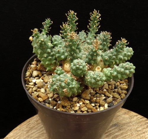Euphorbia atroviridis caudex - euphorbia,