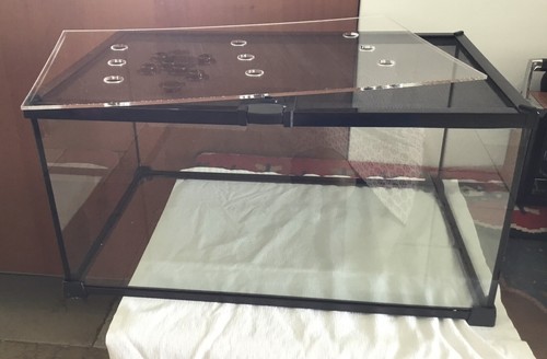 Terrarium plante - la, plante/