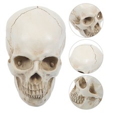  Modèle de crâne humain