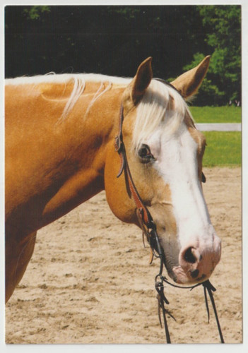 Lucky peppy king palomino - lucky,