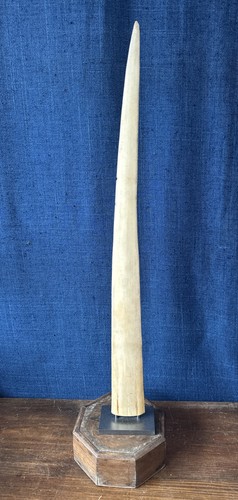 Rostre espadon 73cm sur - d’espadon,