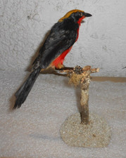 Ancienne Taxidermie Oiseau  Naturalisé taxidermy cabinet de curiosité