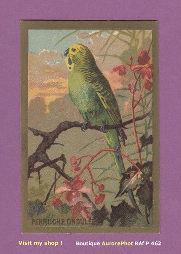 Chromo animaux la perruche - chromo,