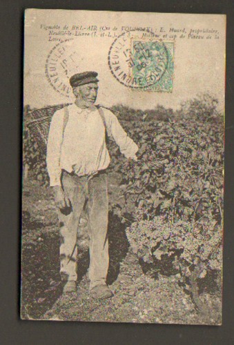 Neuille lierre - neuille-le-lierre, (37)