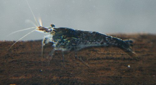 Crevettes caridines noires - 12,