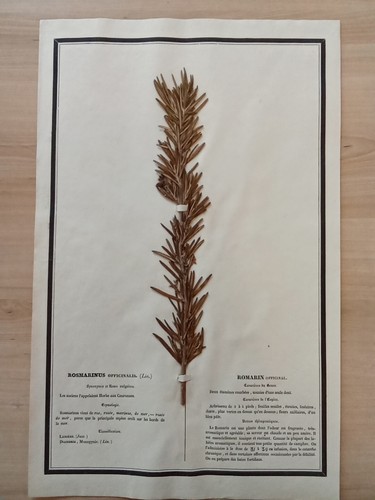 Ancien herbier botanique - herbier,