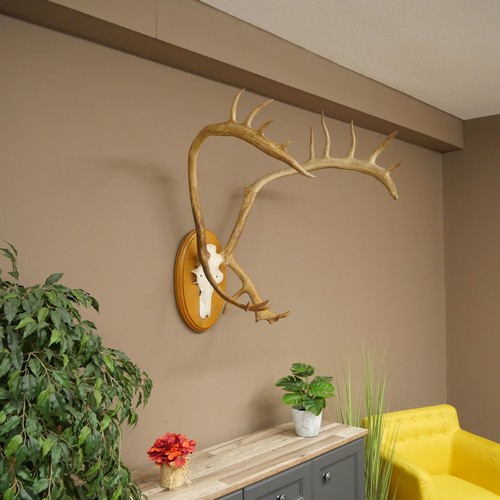 Renne bois caribou - caribou, ren