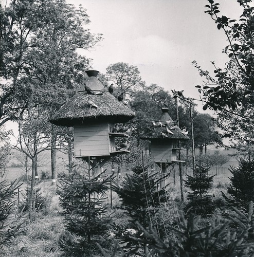 Colombophilie 1960 - ,