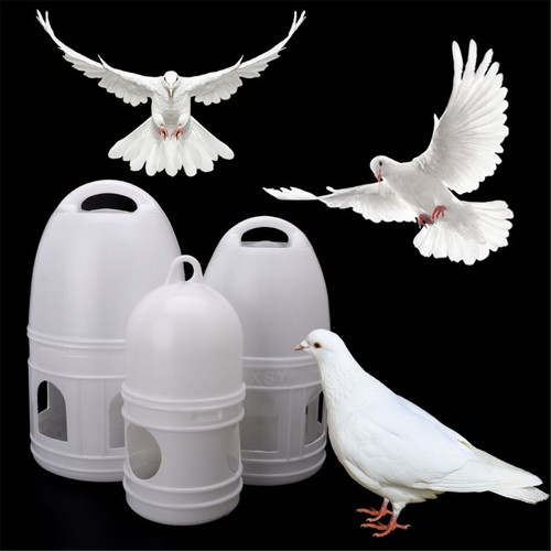 Pigeons mangeoire eau pot pet - pigeons,