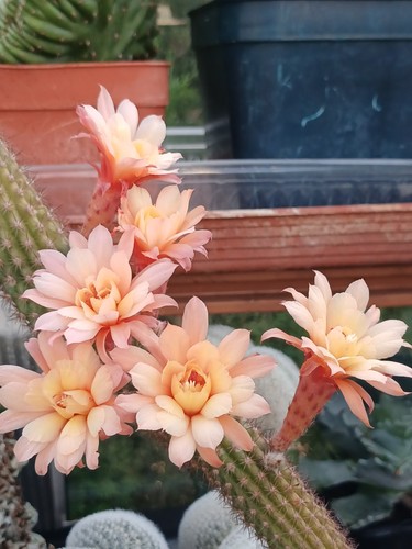 Hildewintera aurespina - hildewintera, cv