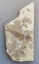 POISSON FOSSILE DIMENSION