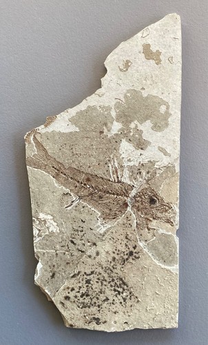 Poisson fossile dimension - fossile,