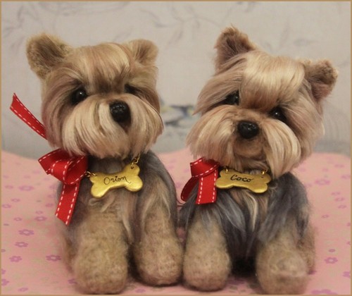 Yorkshire terrier chien - yorkshire,