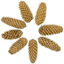 Pommes de pin d'épicéa - 500