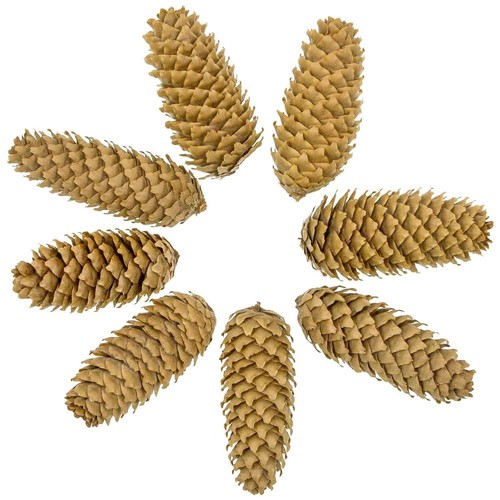 Pommes pin épicéa 500 - de,