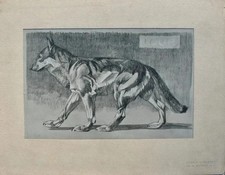 Mathurin MEHEUT : Le Loup