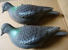 2 Appelants Pigeons posés .