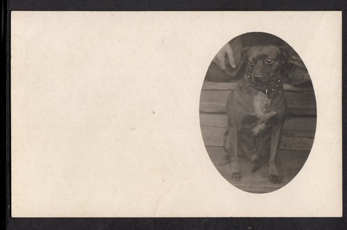 Adorable miniature loving pit - miniature,
